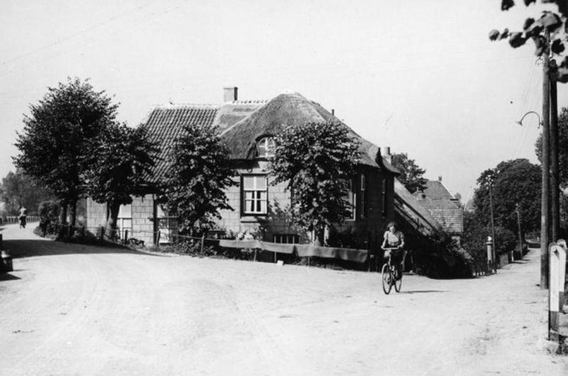 Bestand:Pauw.jpg
